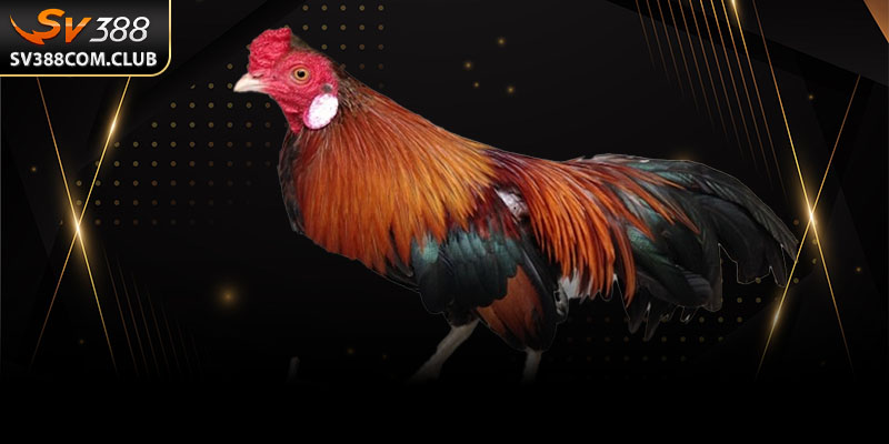 Đá Gà Mỹ: Những Chiến Kê Thép Mang Đậm Phong Cách Thể Thao 2 Giao diện phát trực tiếp một trận đá gà Mỹ với bảng tỷ lệ cược bên cạnh tại nền tảng SV388.