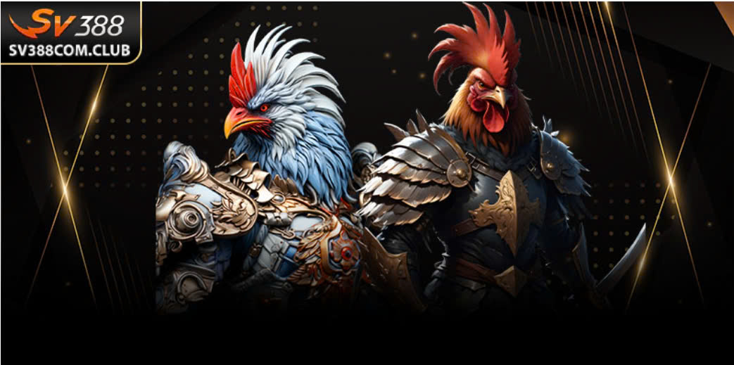 Màn hình phát sóng trực tiếp một trận đá gà tre thomo với tỷ lệ cược hiển thị rõ nét trên giao diện SV388.