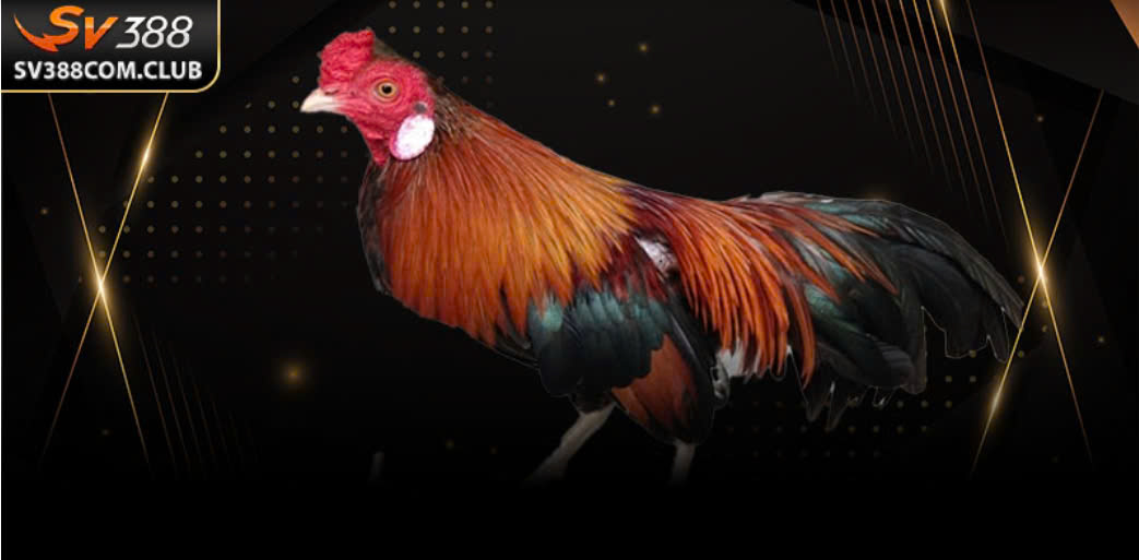 Màu Mạng Gà Đá: Bí Kíp Phong Thủy Giúp Gà Chiến Thắng Lớn 2 Một bảng màu mạng gà đá theo ngày âm được treo tại trường gà Campuchia, nơi bet thủ tra cứu hàng ngày.