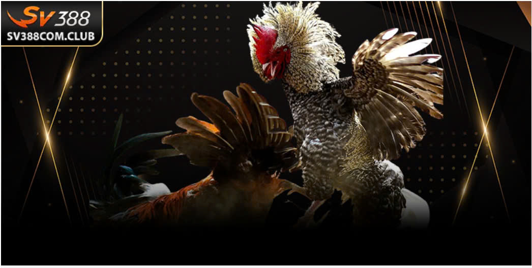 Màu Mạng Gà Đá: Bí Kíp Phong Thủy Giúp Gà Chiến Thắng Lớn 1 Một chiến kê ô lông đen đang được kiểm tra phong thủy màu mạng trước giờ thi đấu.