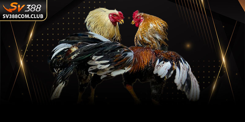 Đá Gà Mỹ: Những Chiến Kê Thép Mang Đậm Phong Cách Thể Thao 1 Một chú gà Mỹ dũng mãnh chuẩn bị bước vào sàn đấu, nổi bật bởi thân hình cơ bắp và ánh mắt sắc lạnh.