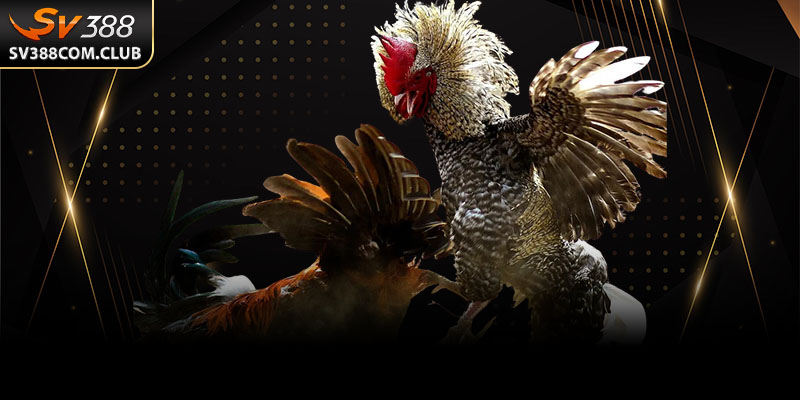 Đá Gà Cựa Sắt: Trận Chiến Máu Lửa Mỗi Ngày Đầy Kịch Tính 1 Một trận gà đá cựa sắt diễn ra căng thẳng tại sới gà Campuchia.