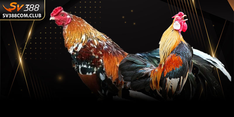 Hai chiến kê gà tre đang vào thế đối đầu tại một sới gà ở miền Tây.