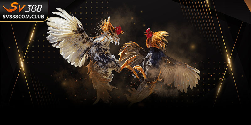 Hướng Dẫn Rút Tiền SV388 Thành Công Chỉ Trong Vài Bước 1 Thực hiện đúng các bước sau đây sẽ giúp bạn rút tiền suôn sẻ ngay lần đầu tiên.