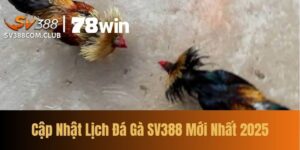 Cap Nhat Lich Da Ga SV388 Moi Nhat 2025