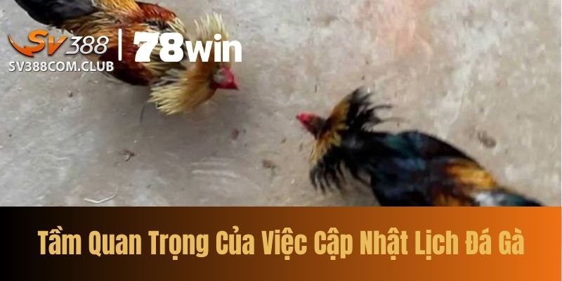 Tầm Quan Trọng Của Việc Cập Nhật Lịch Đá Gà